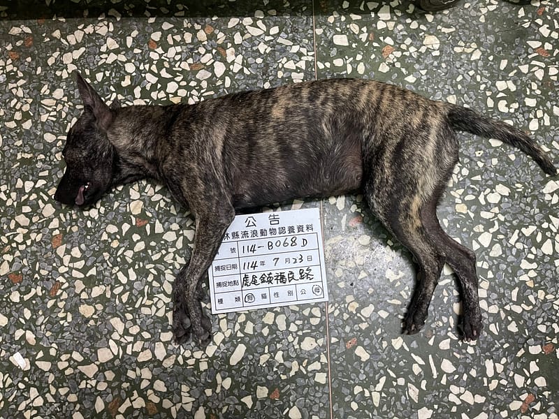 【待認養】混種犬 狗 (女生) - 雲林縣流浪動物收容所