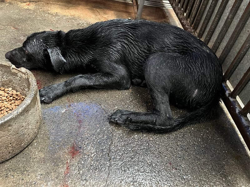 【待認養】混種犬 狗 (男生) - 彰化縣流浪狗中途之家
