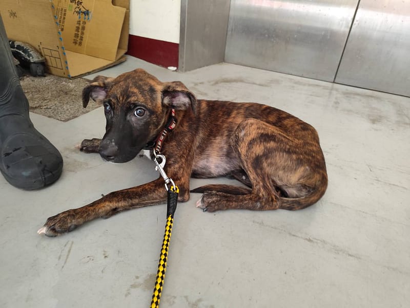 【待認養】混種犬 狗 (女生) - 高雄市燕巢動物保護關愛園區