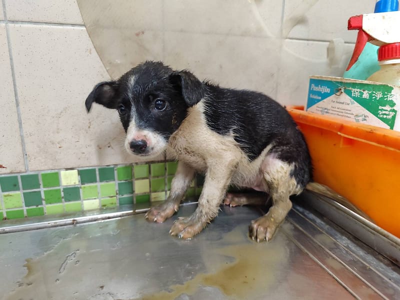 【待認養】混種犬 狗 (女生) - 高雄市燕巢動物保護關愛園區