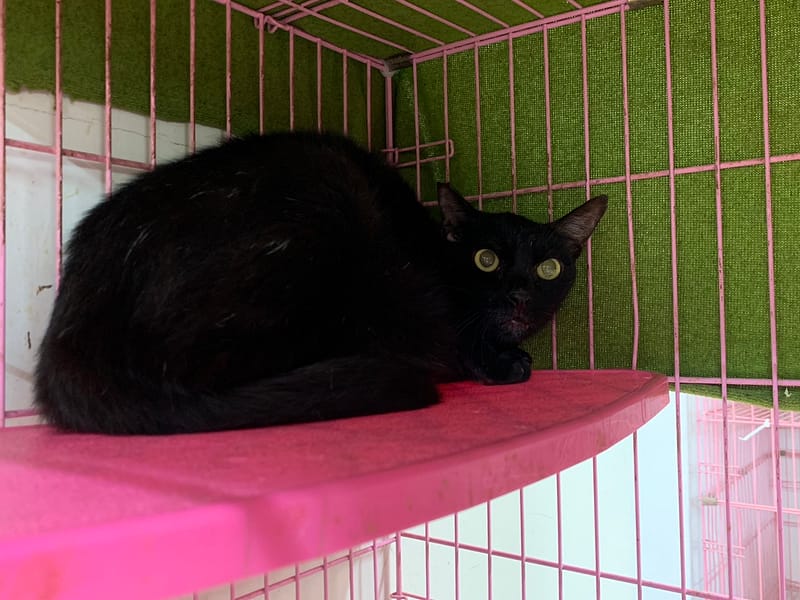 【待認養】混種貓 貓 (女生) - 臺北市動物之家