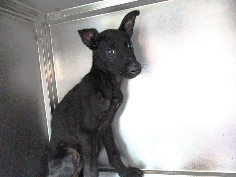 【待認養】混種犬 狗 (男生) - 高雄市壽山動物保護教育園區