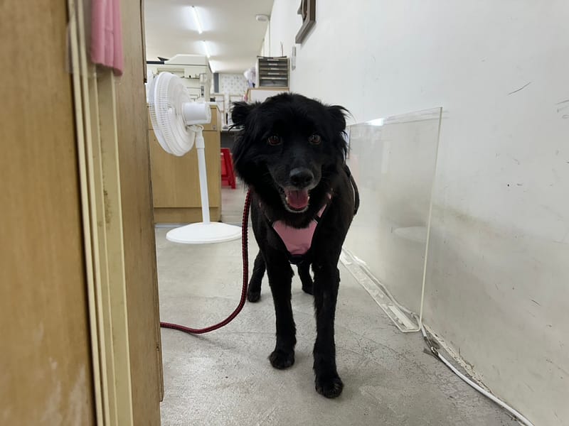 【待認養】混種犬 狗 (女生) - 臺北市動物之家