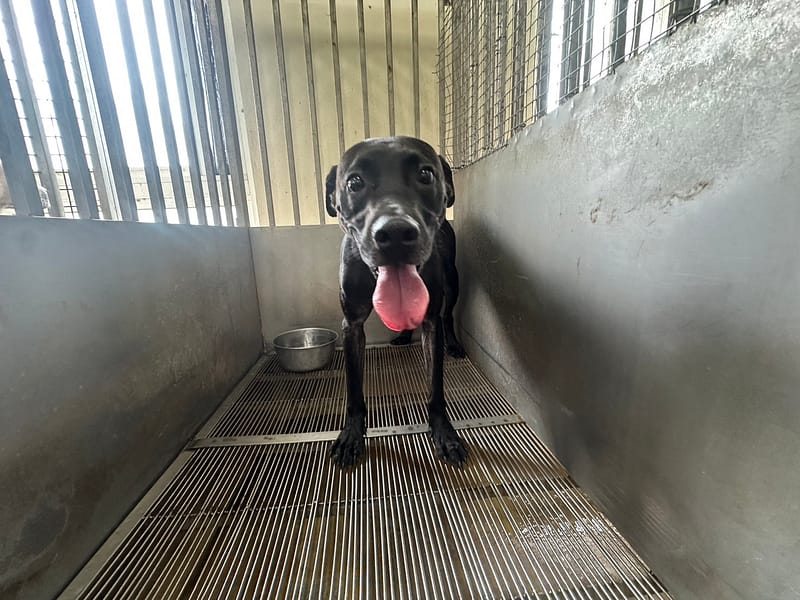 【待認養】混種犬 狗 (男生) - 桃園市動物保護教育園區