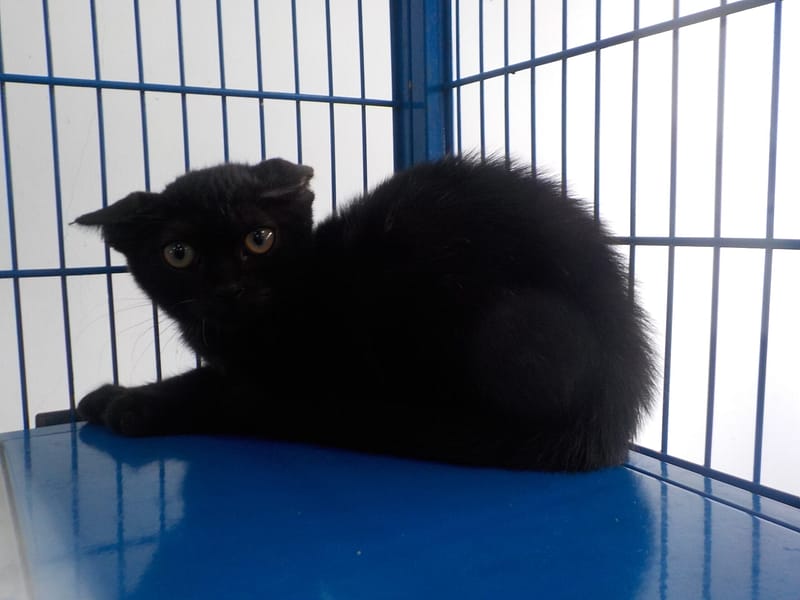 【待認養】混種貓 貓 (女生) - 南投縣公立動物收容所