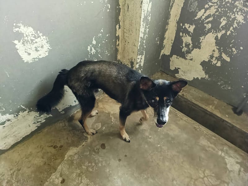 【待認養】混種犬 狗 (男生) - 新竹市動物保護教育園區