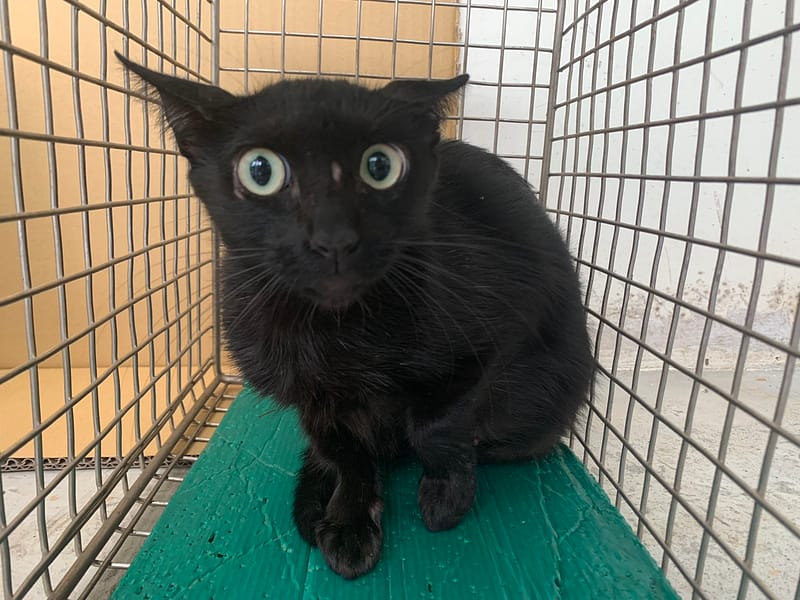 【待認養】混種貓 貓 (女生) - 臺北市動物之家