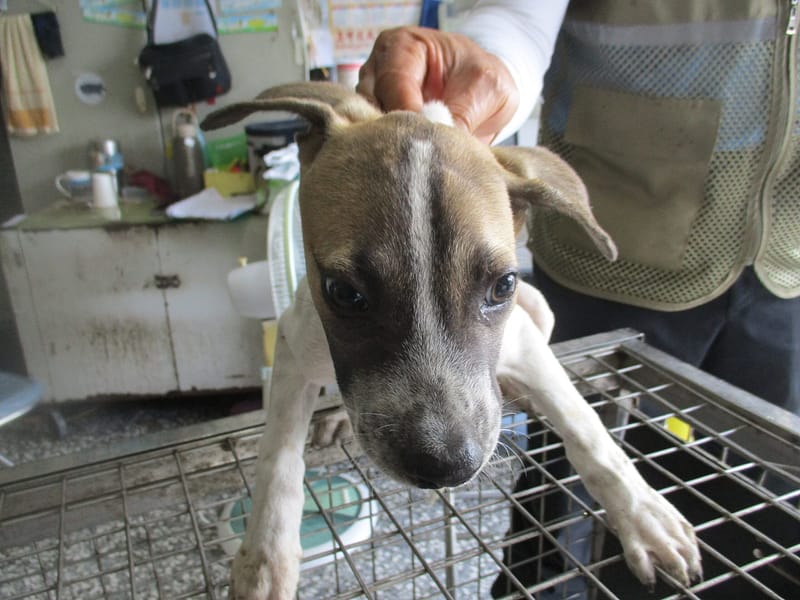 【待認養】混種犬 狗 (男生) - 高雄市壽山動物保護教育園區