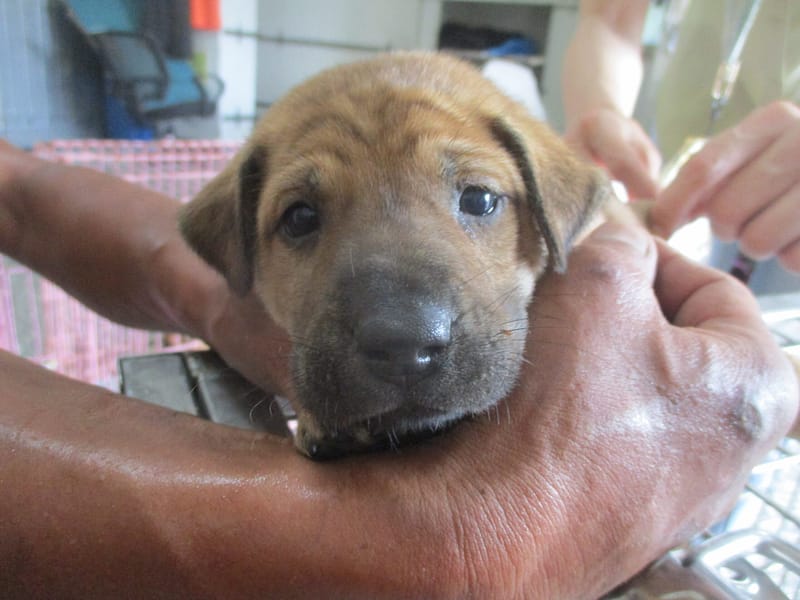 【待認養】混種犬 狗 (女生) - 高雄市壽山動物保護教育園區