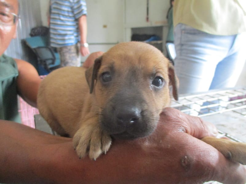 【待認養】混種犬 狗 (女生) - 高雄市壽山動物保護教育園區