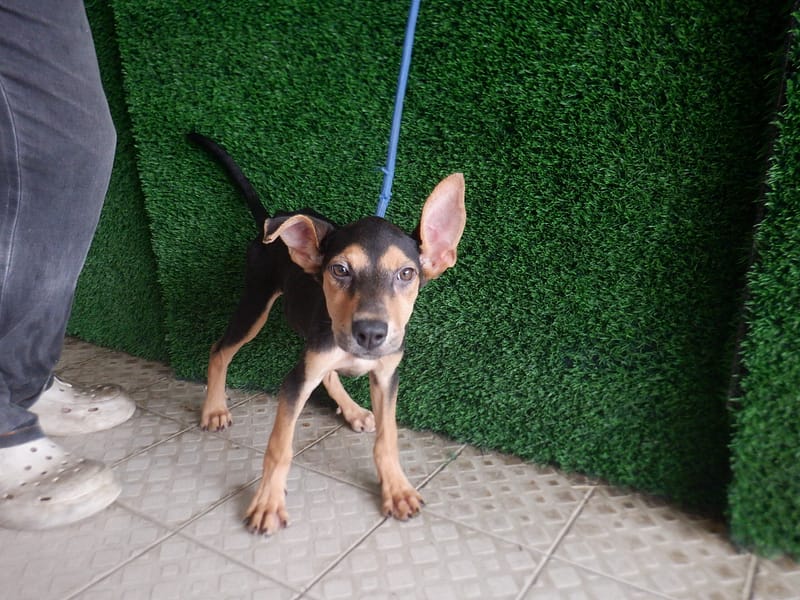 【待認養】混種犬 狗 (女生) - 南投縣公立動物收容所