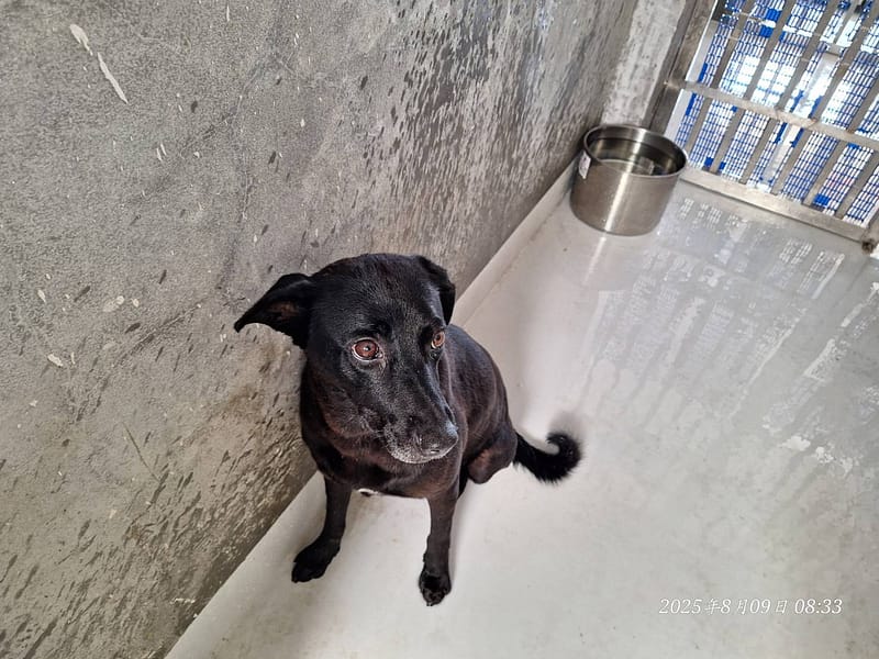【待認養】混種犬 狗 (女生) - 基隆市寵物銀行