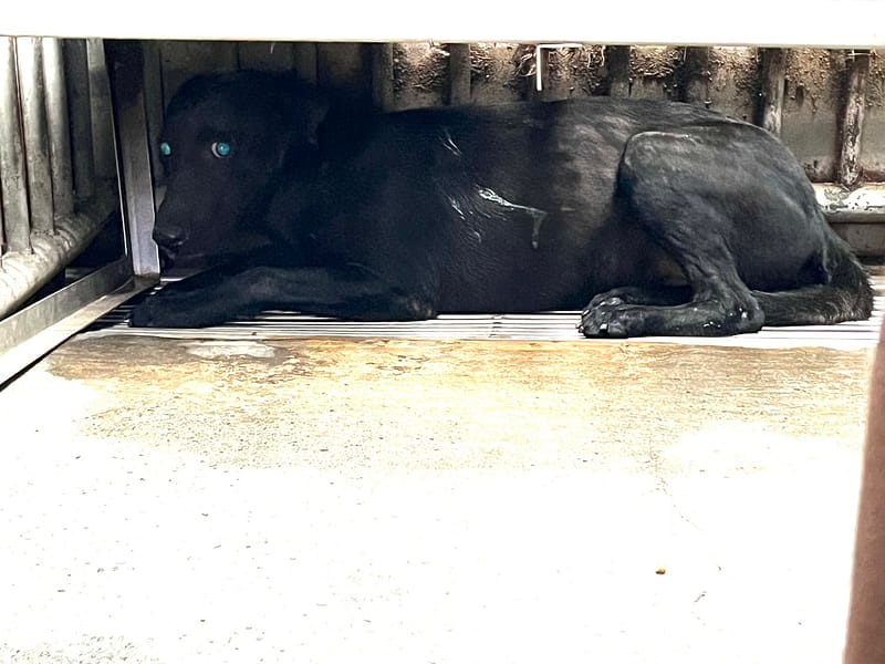 【待認養】混種犬 狗 (女生) - 彰化縣流浪狗中途之家