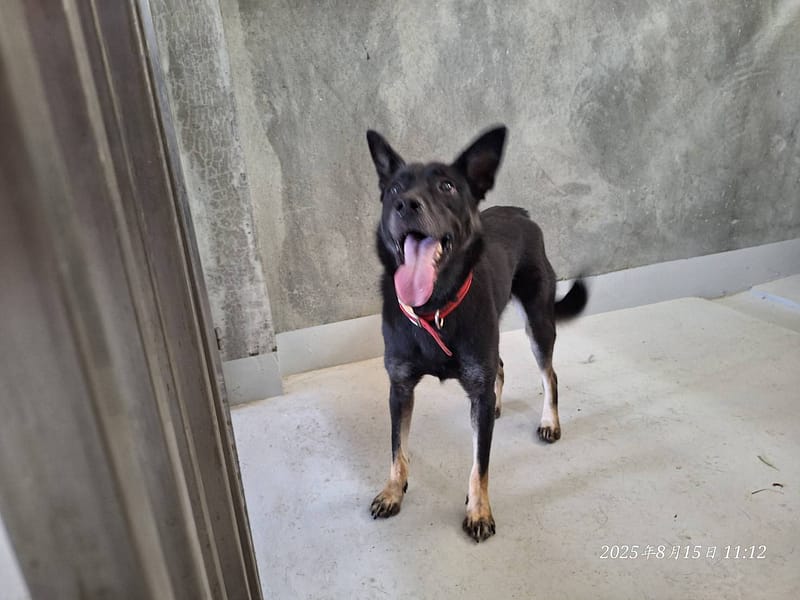 【待認養】混種犬 狗 (女生) - 基隆市寵物銀行