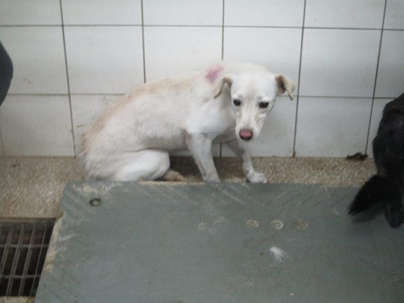 【待認養】混種犬 狗 (男生) - 高雄市壽山動物保護教育園區