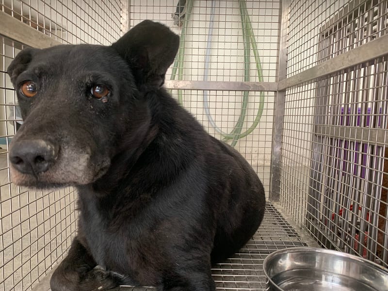 【待認養】混種犬 狗 (男生) - 臺北市動物之家