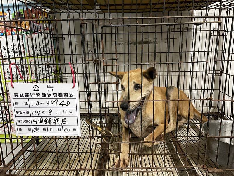 【待認養】混種犬 狗 (男生) - 雲林縣流浪動物收容所