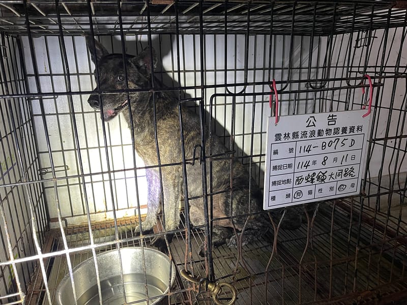 【待認養】混種犬 狗 (男生) - 雲林縣流浪動物收容所