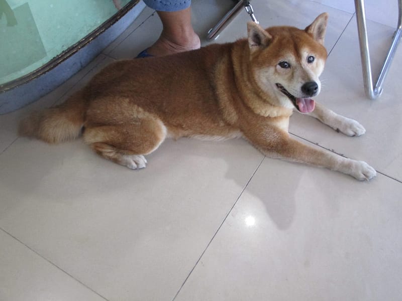 【待認養】柴犬 狗 (男生) - 高雄市壽山動物保護教育園區