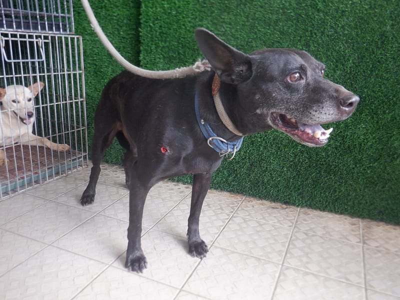 【待認養】混種犬 狗 (男生) - 南投縣公立動物收容所