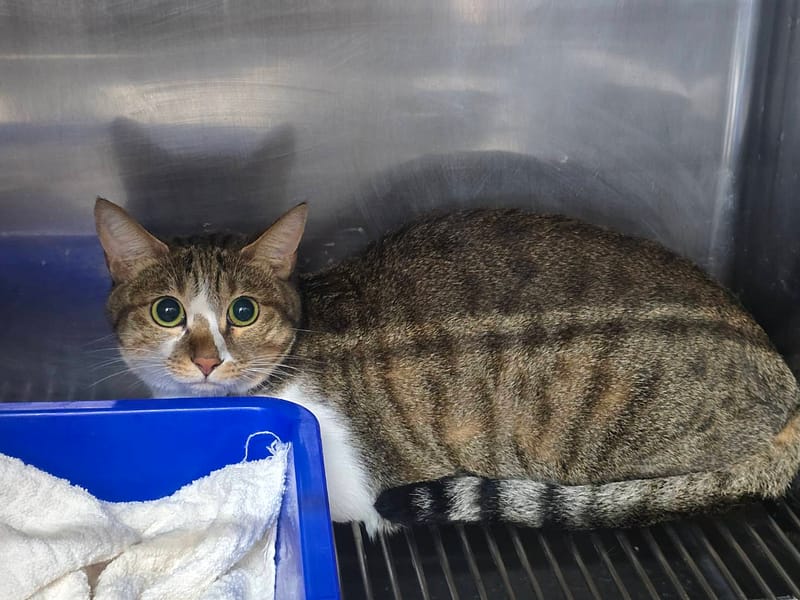 【待認養】混種貓 貓 (女生) - 臺北市動物之家