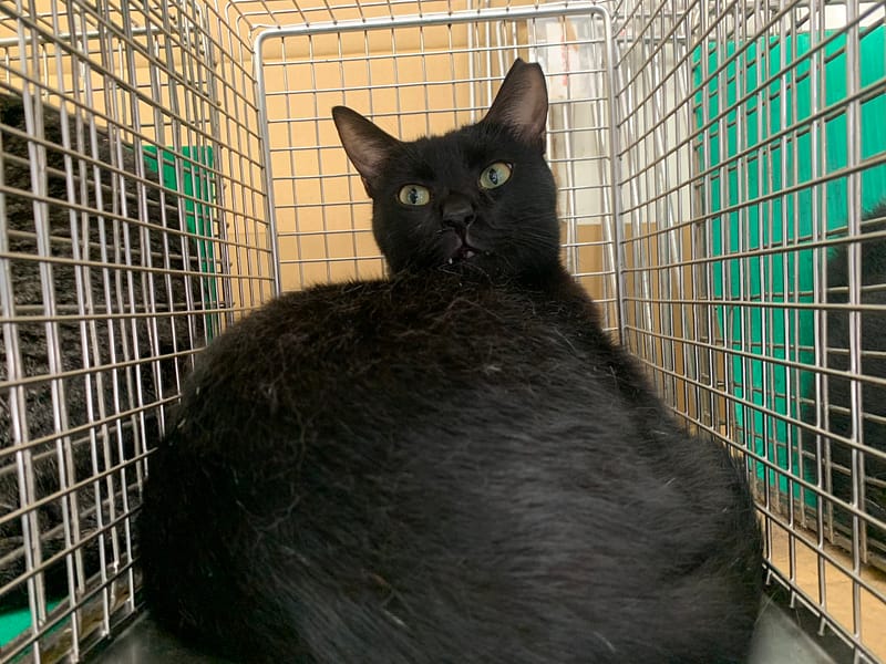 【待認養】混種貓 貓 (男生) - 臺北市動物之家