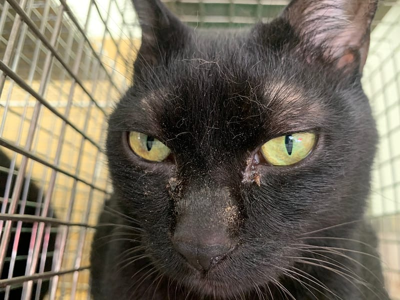 【待認養】混種貓 貓 (男生) - 臺北市動物之家