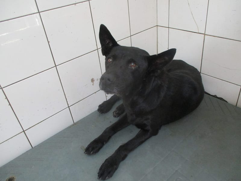 【待認養】混種犬 狗 (男生) - 高雄市壽山動物保護教育園區