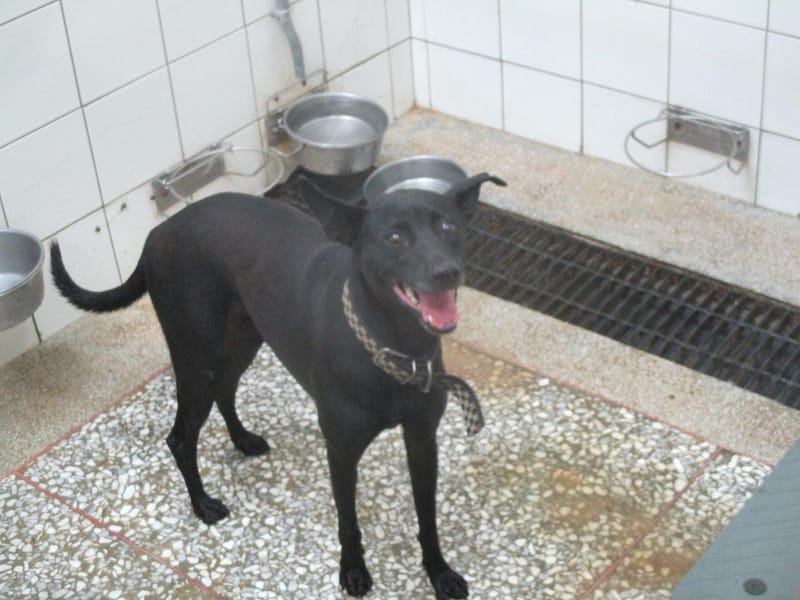 【待認養】混種犬 狗 (女生) - 高雄市壽山動物保護教育園區