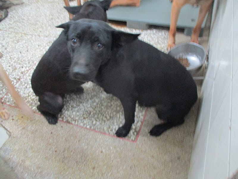 【待認養】混種犬 狗 (男生) - 高雄市壽山動物保護教育園區