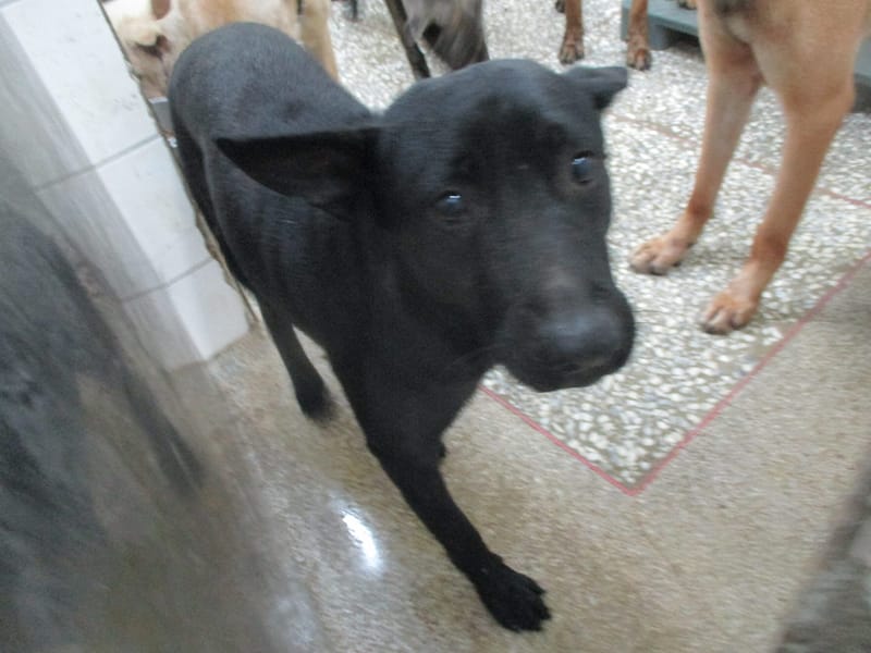 【待認養】混種犬 狗 (男生) - 高雄市壽山動物保護教育園區