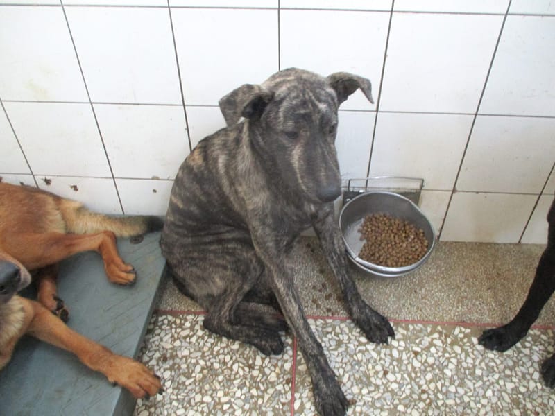 【待認養】混種犬 狗 (男生) - 高雄市壽山動物保護教育園區