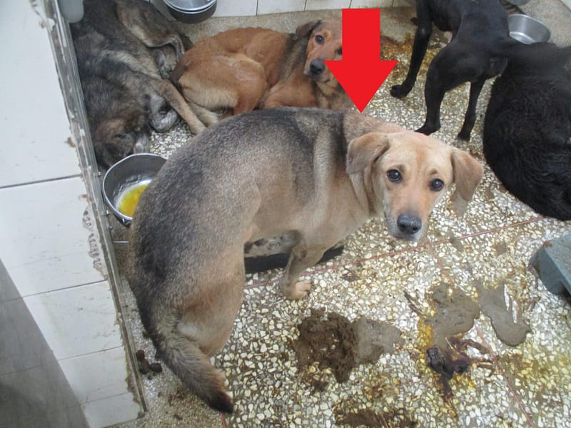 【待認養】混種犬 狗 (男生) - 高雄市壽山動物保護教育園區