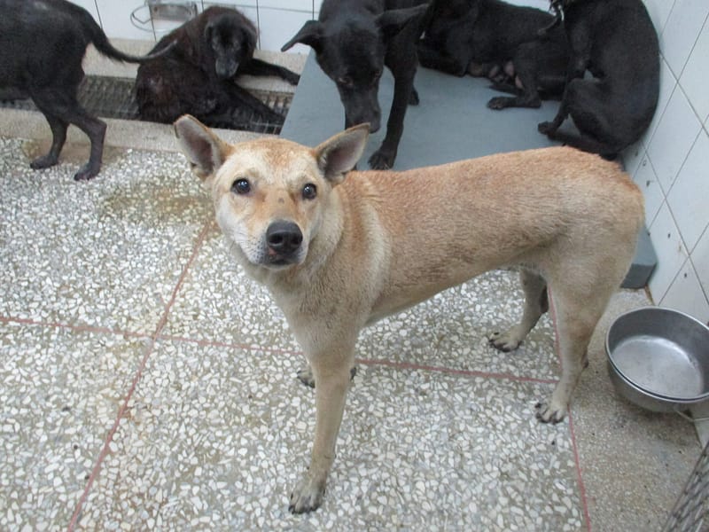 【待認養】混種犬 狗 (女生) - 高雄市壽山動物保護教育園區