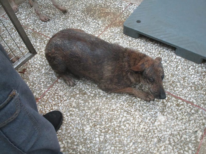【待認養】混種犬 狗 (女生) - 高雄市壽山動物保護教育園區