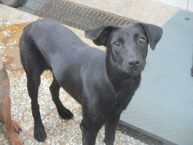 【待認養】混種犬 狗 (女生) - 高雄市壽山動物保護教育園區