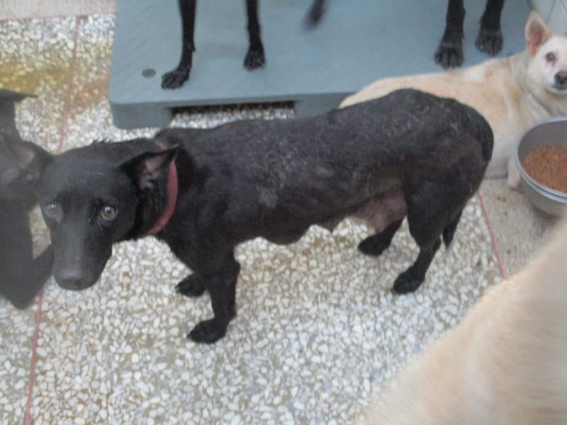 【待認養】混種犬 狗 (女生) - 高雄市壽山動物保護教育園區