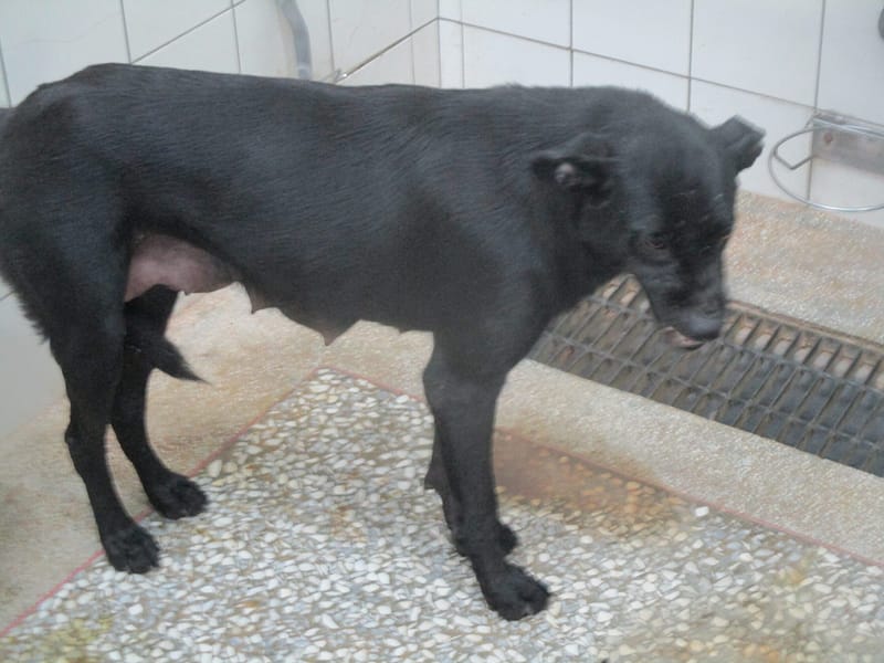 【待認養】混種犬 狗 (女生) - 高雄市壽山動物保護教育園區