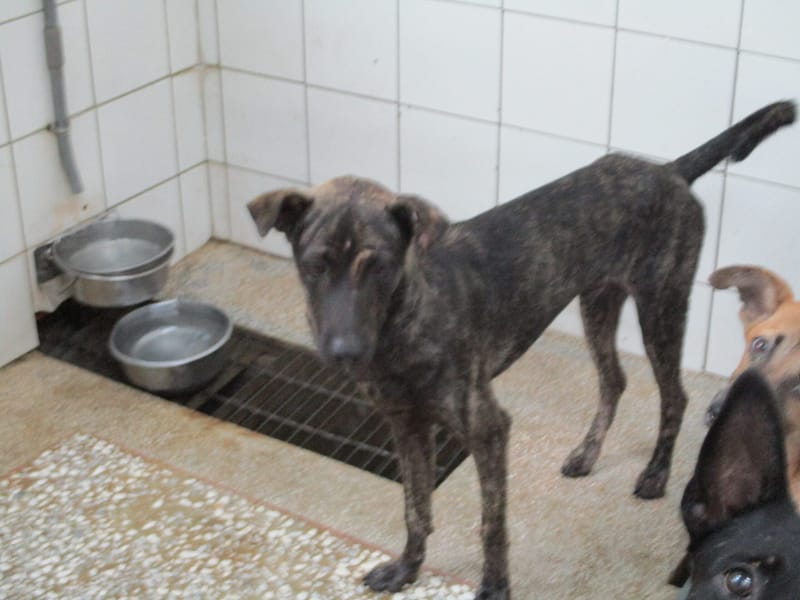 【待認養】混種犬 狗 (男生) - 高雄市壽山動物保護教育園區