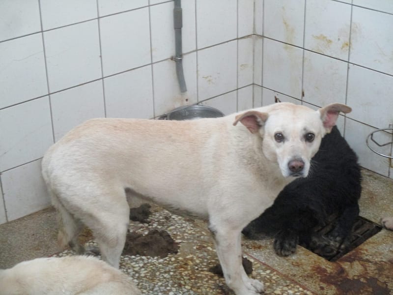 【待認養】混種犬 狗 (男生) - 高雄市壽山動物保護教育園區