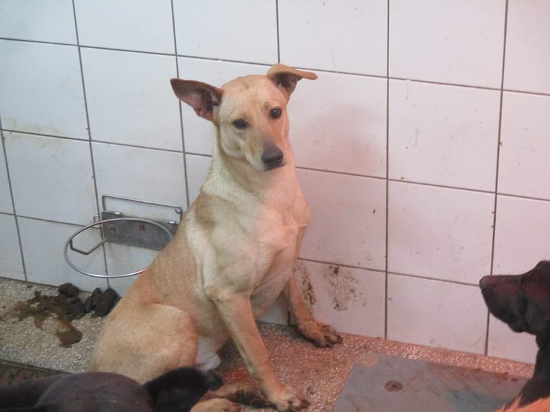 【待認養】混種犬 狗 (男生) - 高雄市壽山動物保護教育園區