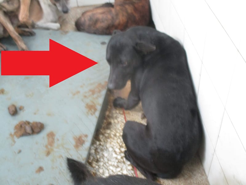 【待認養】混種犬 狗 (男生) - 高雄市壽山動物保護教育園區