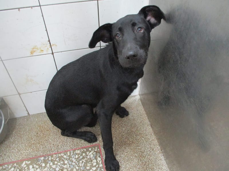 【待認養】混種犬 狗 (男生) - 高雄市壽山動物保護教育園區