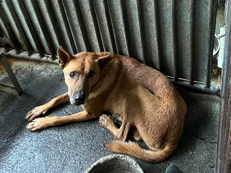 【待認養】混種犬 狗 (男生) - 彰化縣流浪狗中途之家