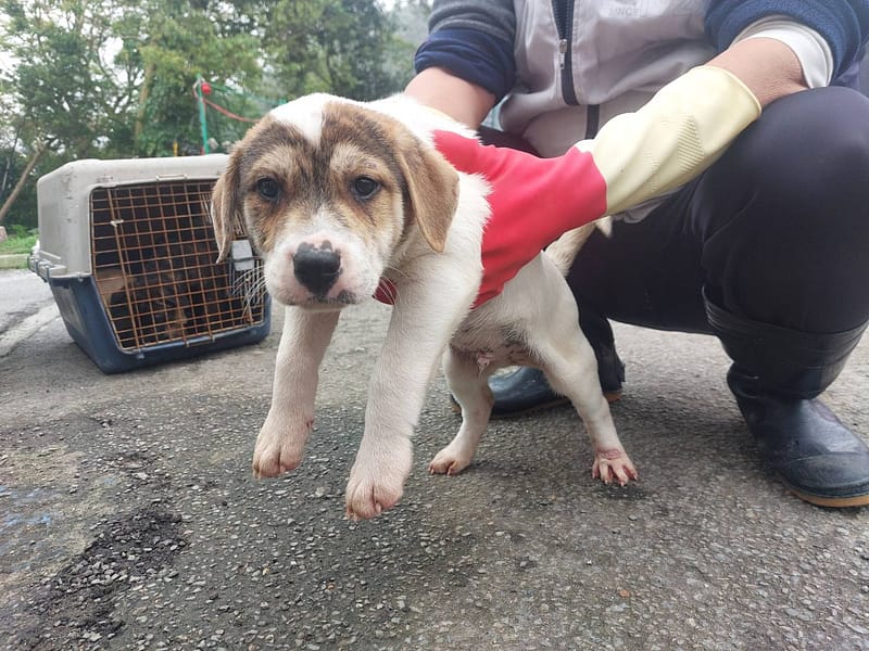【待認養】混種犬 狗 (男生) - 新北市中和區公立動物之家