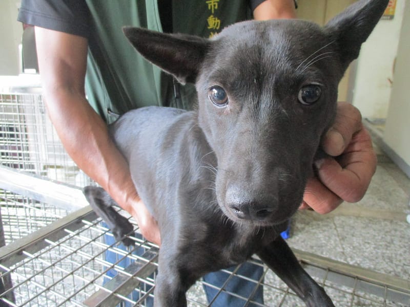 【待認養】混種犬 狗 (男生) - 高雄市壽山動物保護教育園區