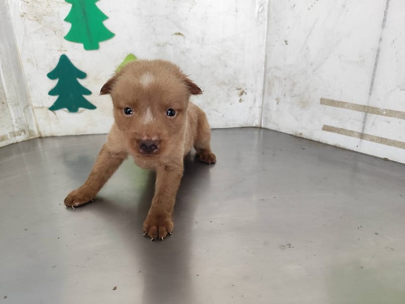 【待認養】混種犬 狗 (女生) - 高雄市燕巢動物保護關愛園區