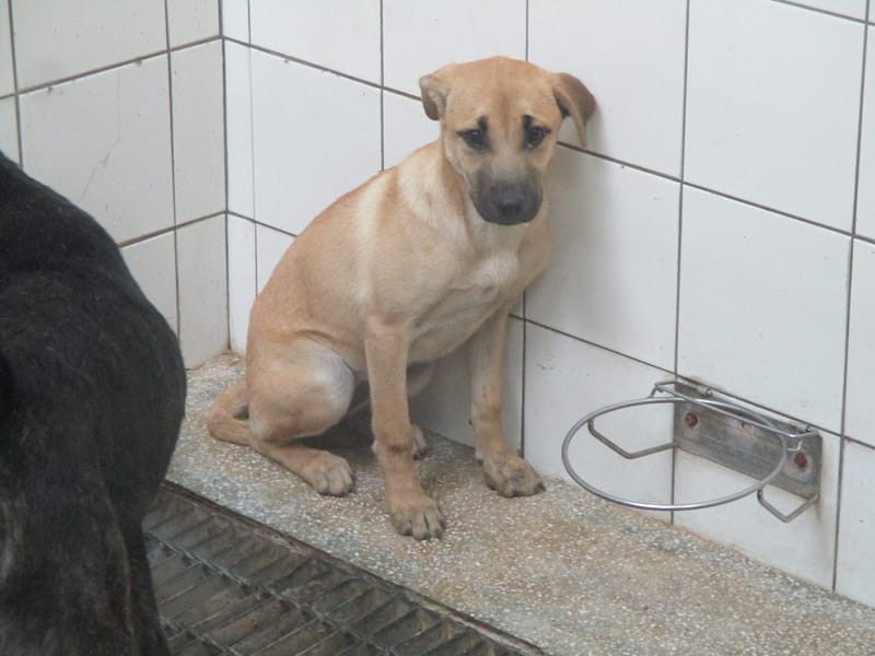 【待認養】混種犬 狗 (女生) - 高雄市壽山動物保護教育園區