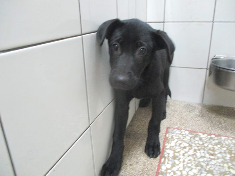 【待認養】混種犬 狗 (男生) - 高雄市壽山動物保護教育園區