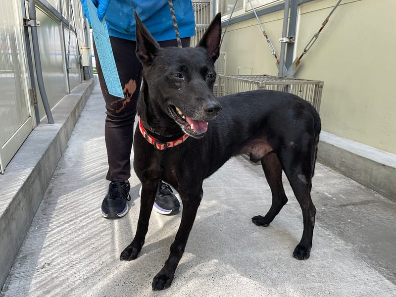 【待認養】混種犬 狗 (男生) - 臺北市動物之家